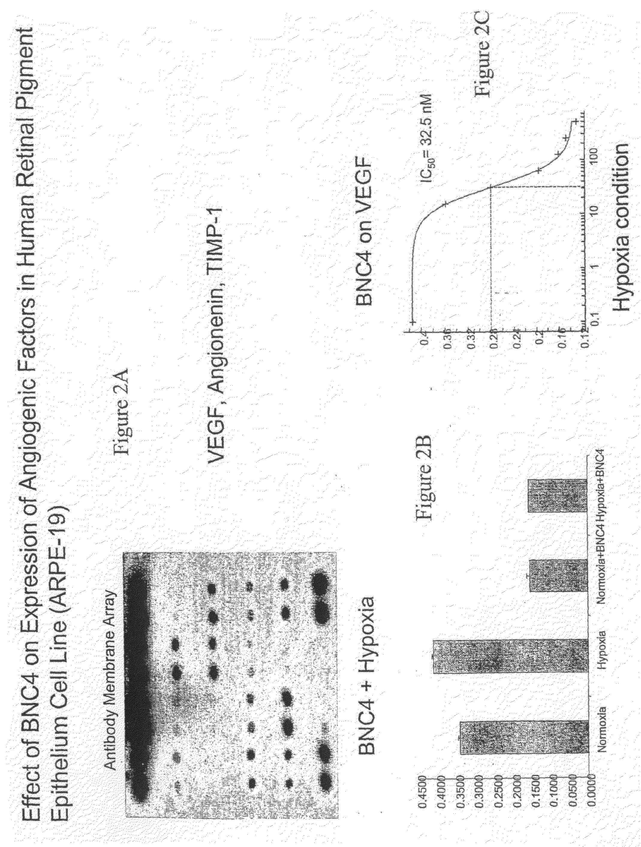 Modulators of Hypoxia Inducible Factor-1 and Related Uses for the Treatment of Ocular Disorders