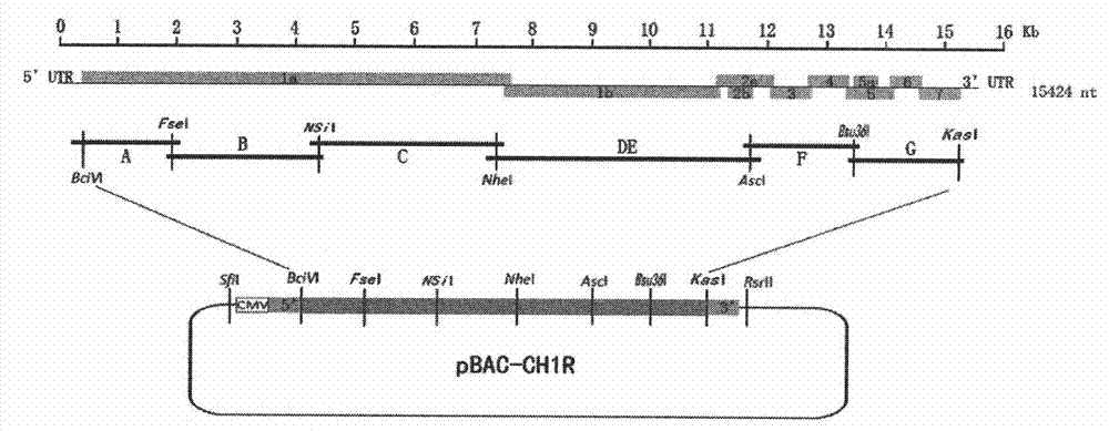 CDNA (Complementary Deoxyribonucleic Acid) infectious clone of porcine reproductive and respiratory syndrome virus vaccine strain and application thereof