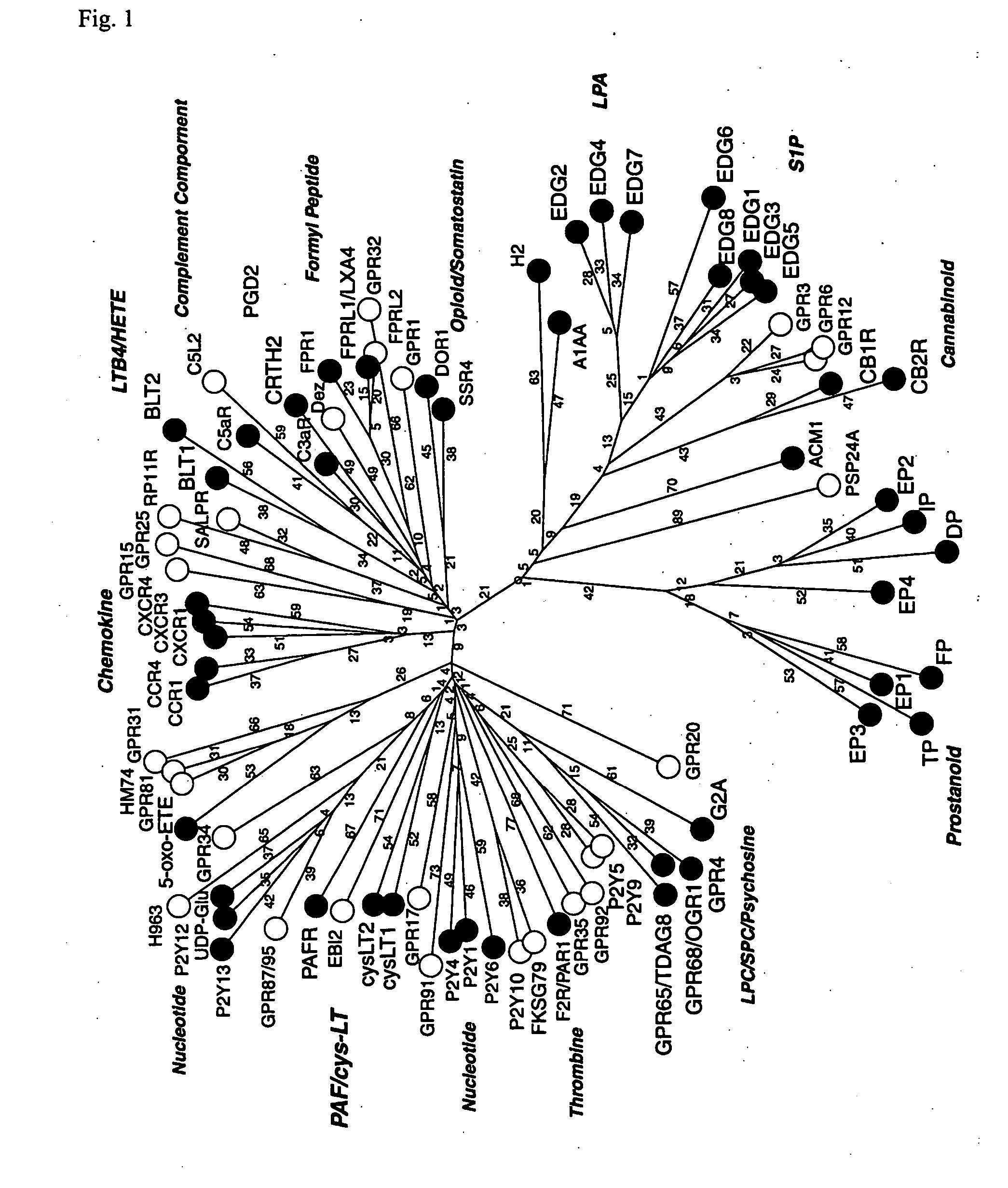 Novel lysophosphatidic acid receptor