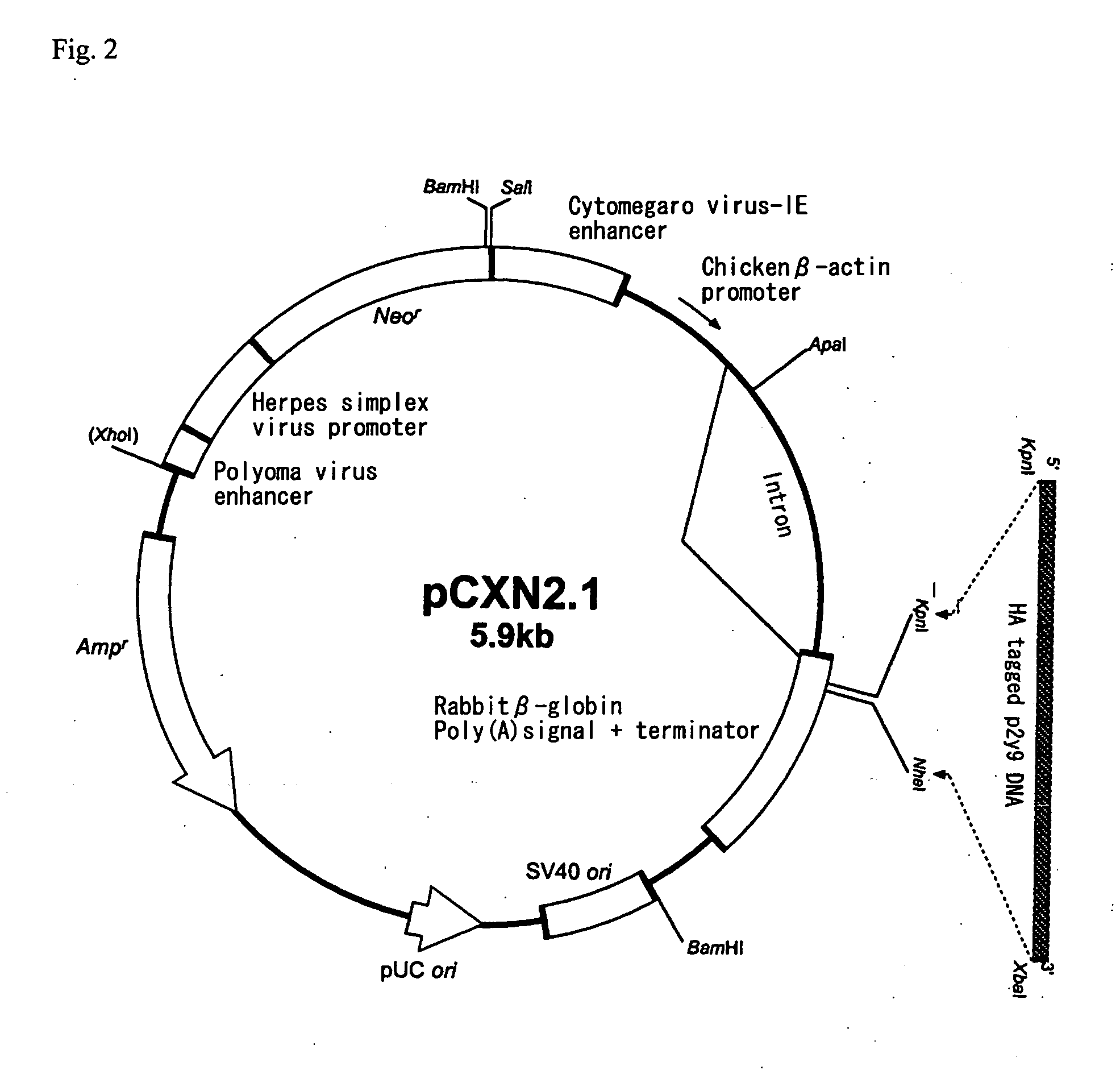 Novel lysophosphatidic acid receptor