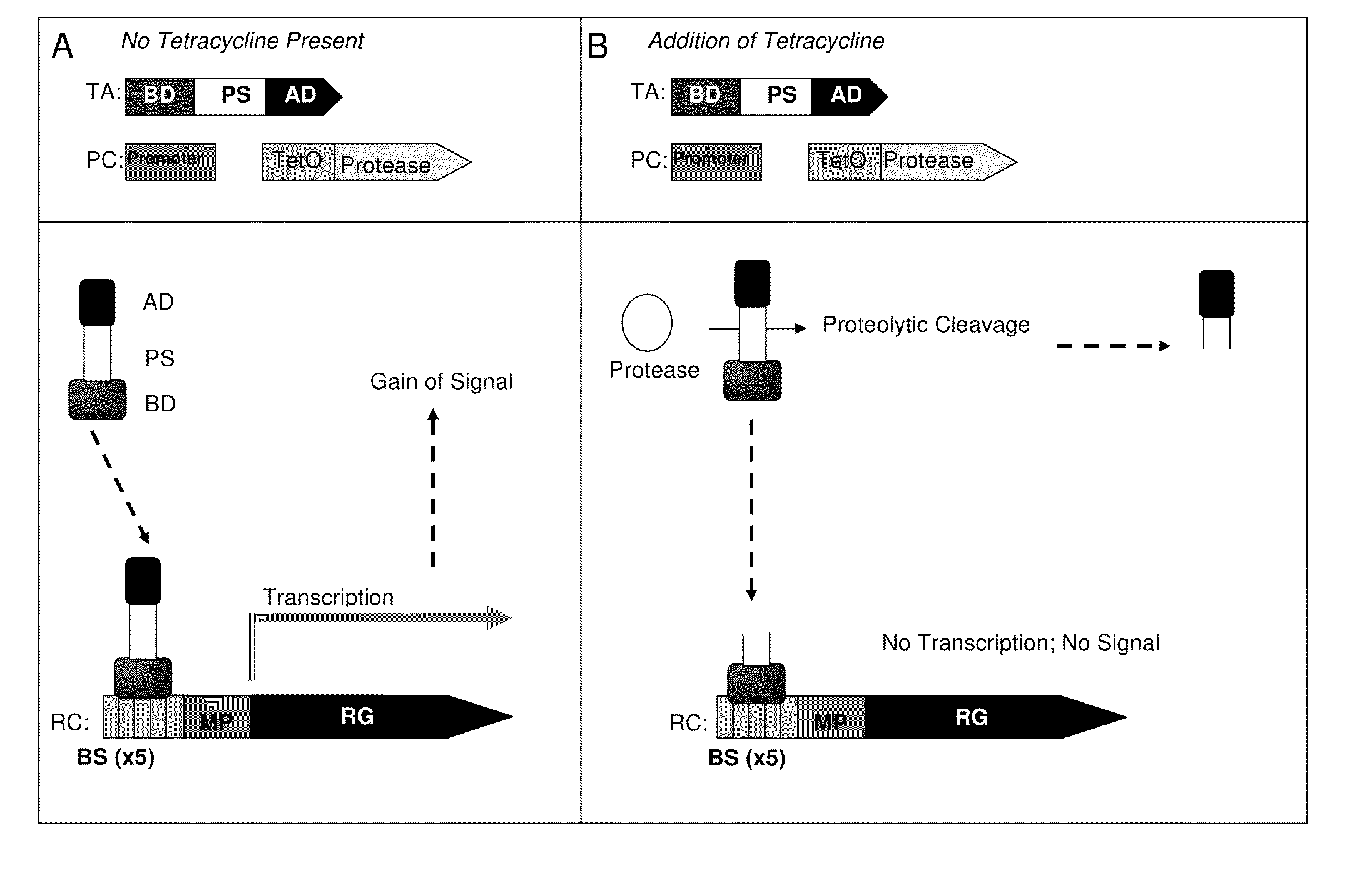 Method for identification of protease activity inhibitors and assaying the presence of protease activity