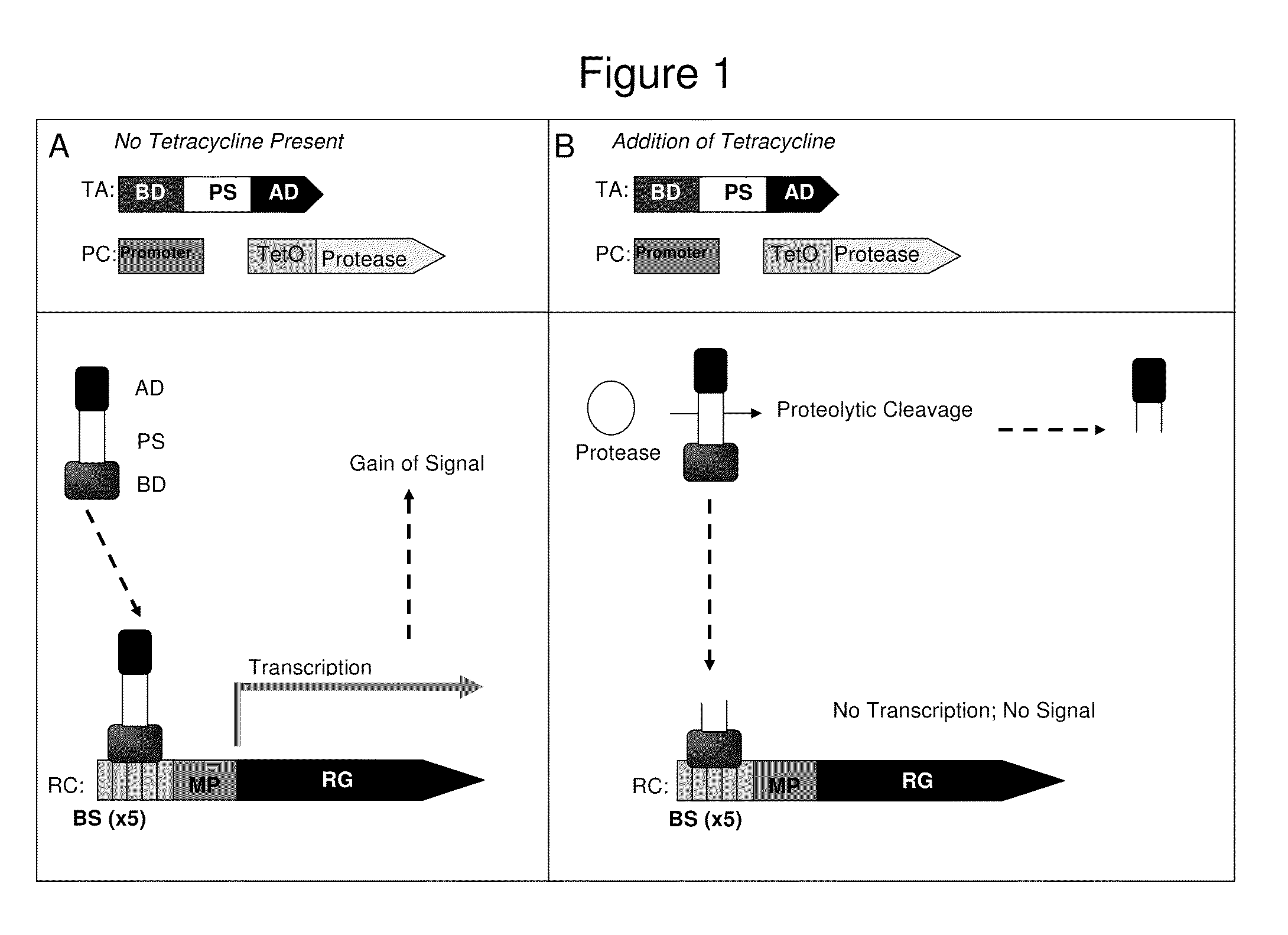 Method for identification of protease activity inhibitors and assaying the presence of protease activity