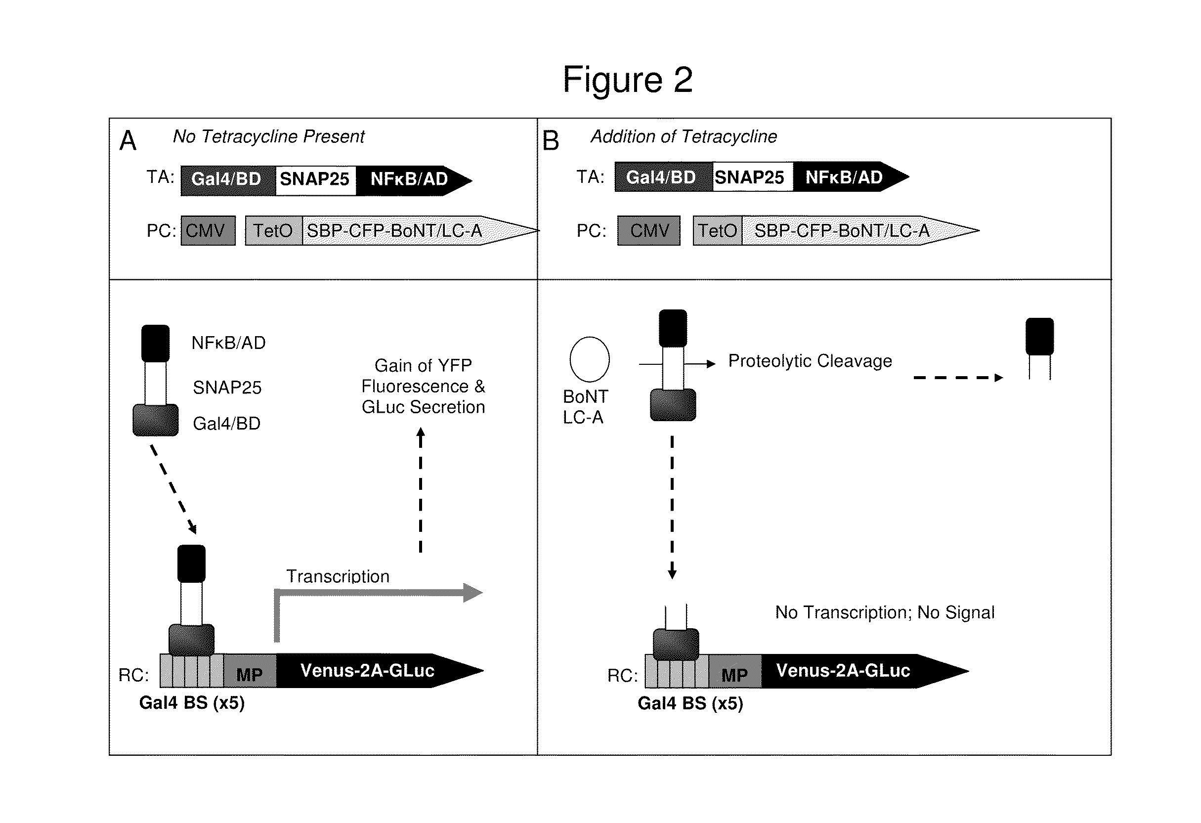 Method for identification of protease activity inhibitors and assaying the presence of protease activity