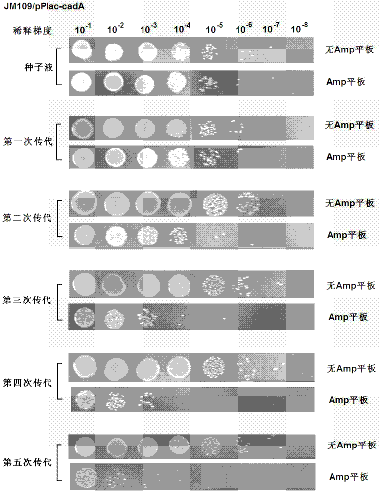 Recombinant expression plasmid vector stable in Hafnia alvei, and application thereof