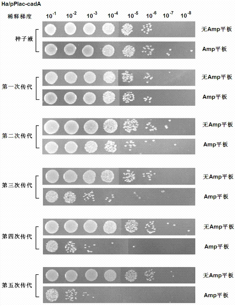 Recombinant expression plasmid vector stable in Hafnia alvei, and application thereof