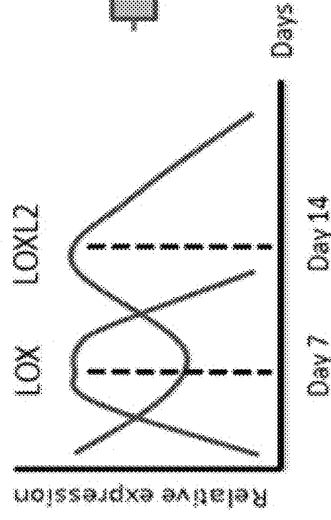 Antibodies targeted against LOXL-2 for the treatment of collagen-associated pathologies