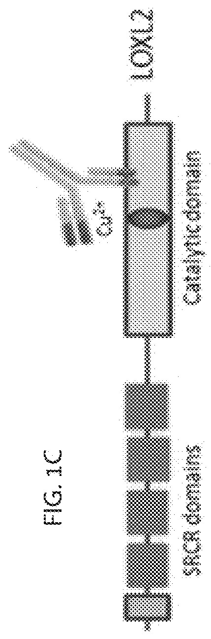 Antibodies targeted against LOXL-2 for the treatment of collagen-associated pathologies