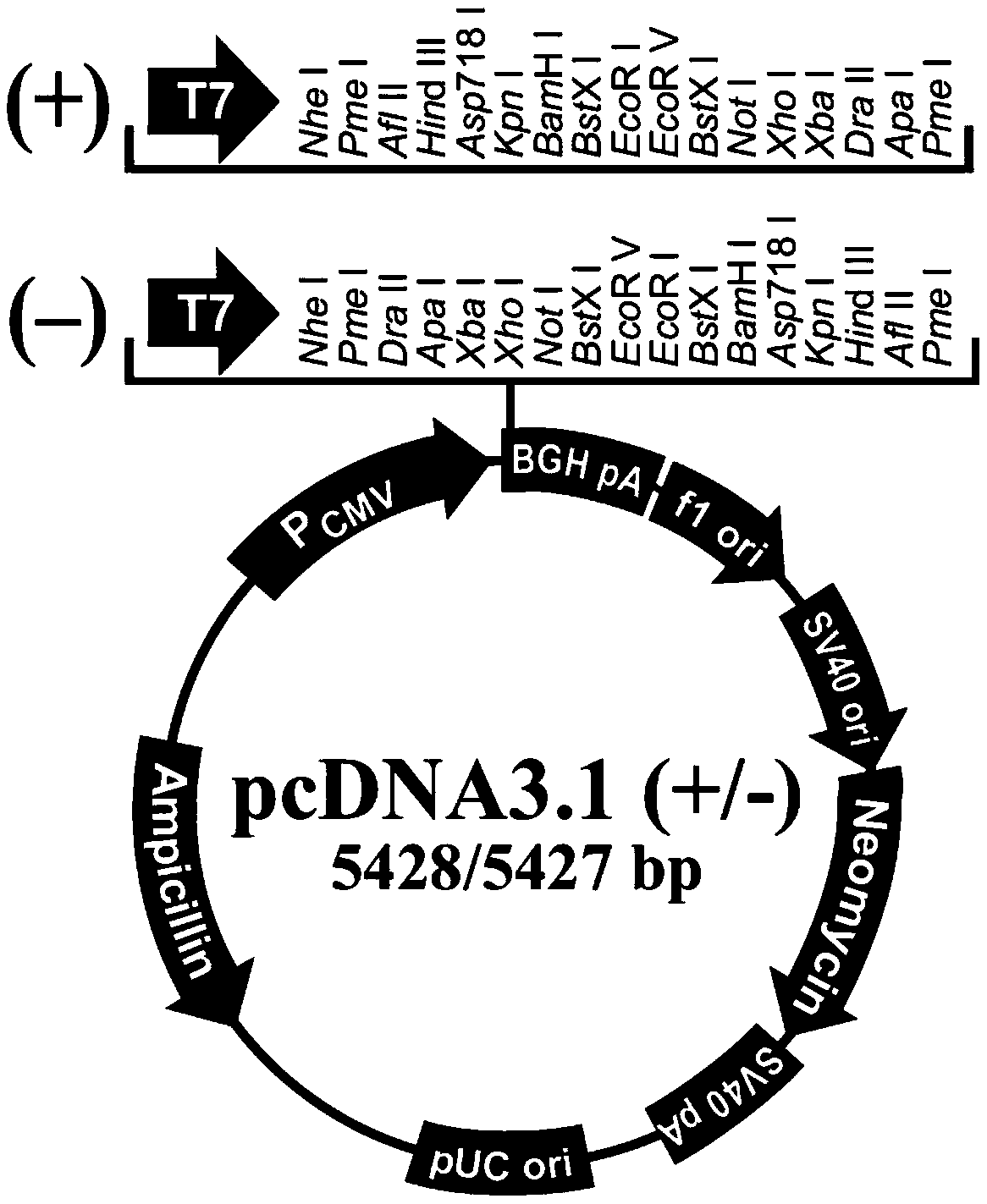 PIMT (protein isoaspartyl-methyltransferase) expression plasmid, amplification primer, construction method and application thereof