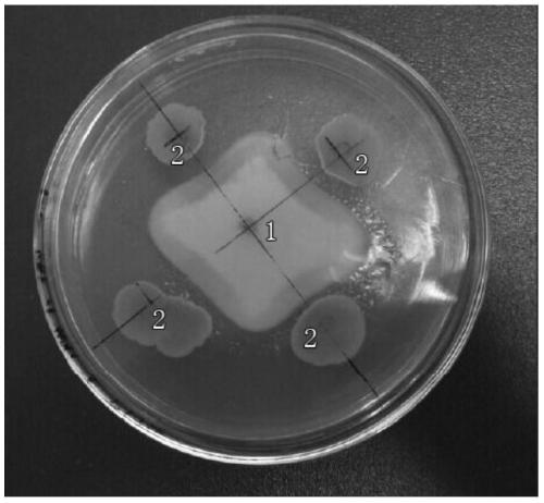 A kind of bacterial strain and application for preventing and treating soil-borne fungal diseases of continuous cropping peanut