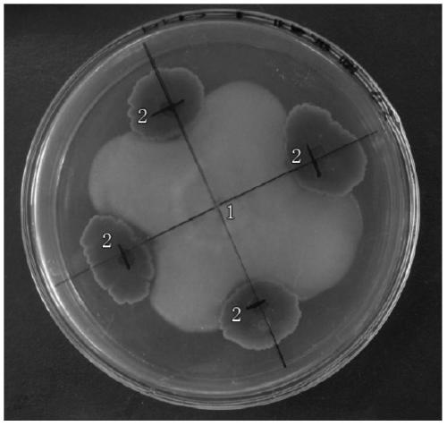 A kind of bacterial strain and application for preventing and treating soil-borne fungal diseases of continuous cropping peanut