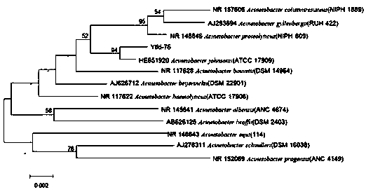 A tyrosine ammonia lyase-producing strain and its application