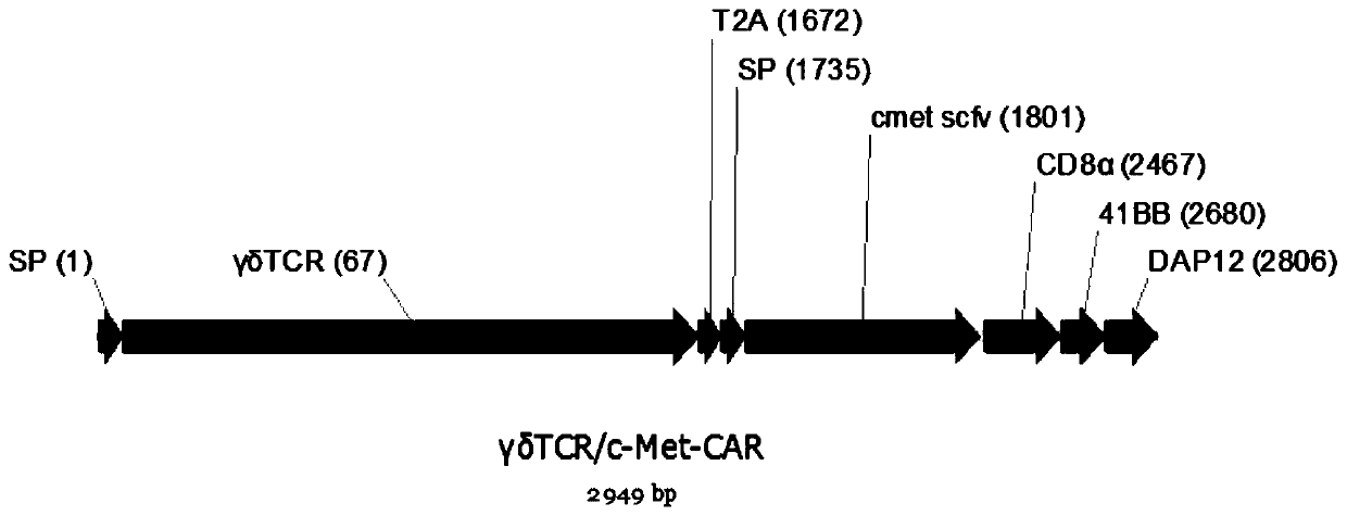 Multi-signal chimeric antigen receptor and its expression gene, its modified nk cell and application