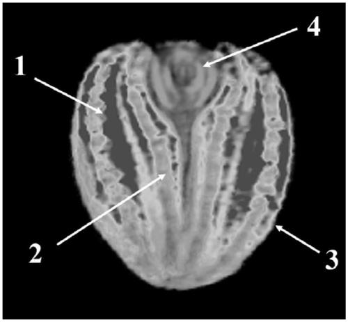 Oil content gene locus specific to tissue part of rapeseed and application thereof