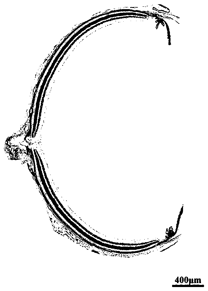 Preparation method of animal eyeball pathological section