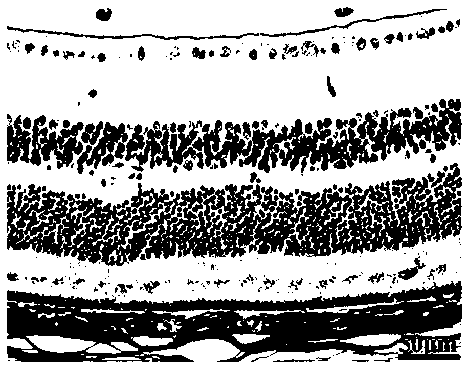 Preparation method of animal eyeball pathological section