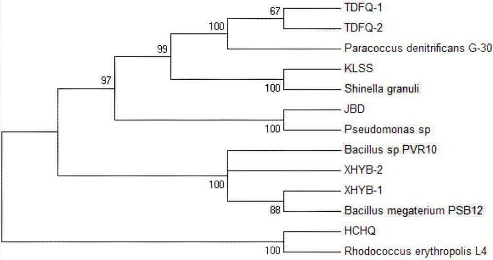 Paracoccus denitrificans and application thereof in treatment of livestock farm wastewater