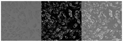 Construction method of rare earth up-conversion nano-probe labeled virus