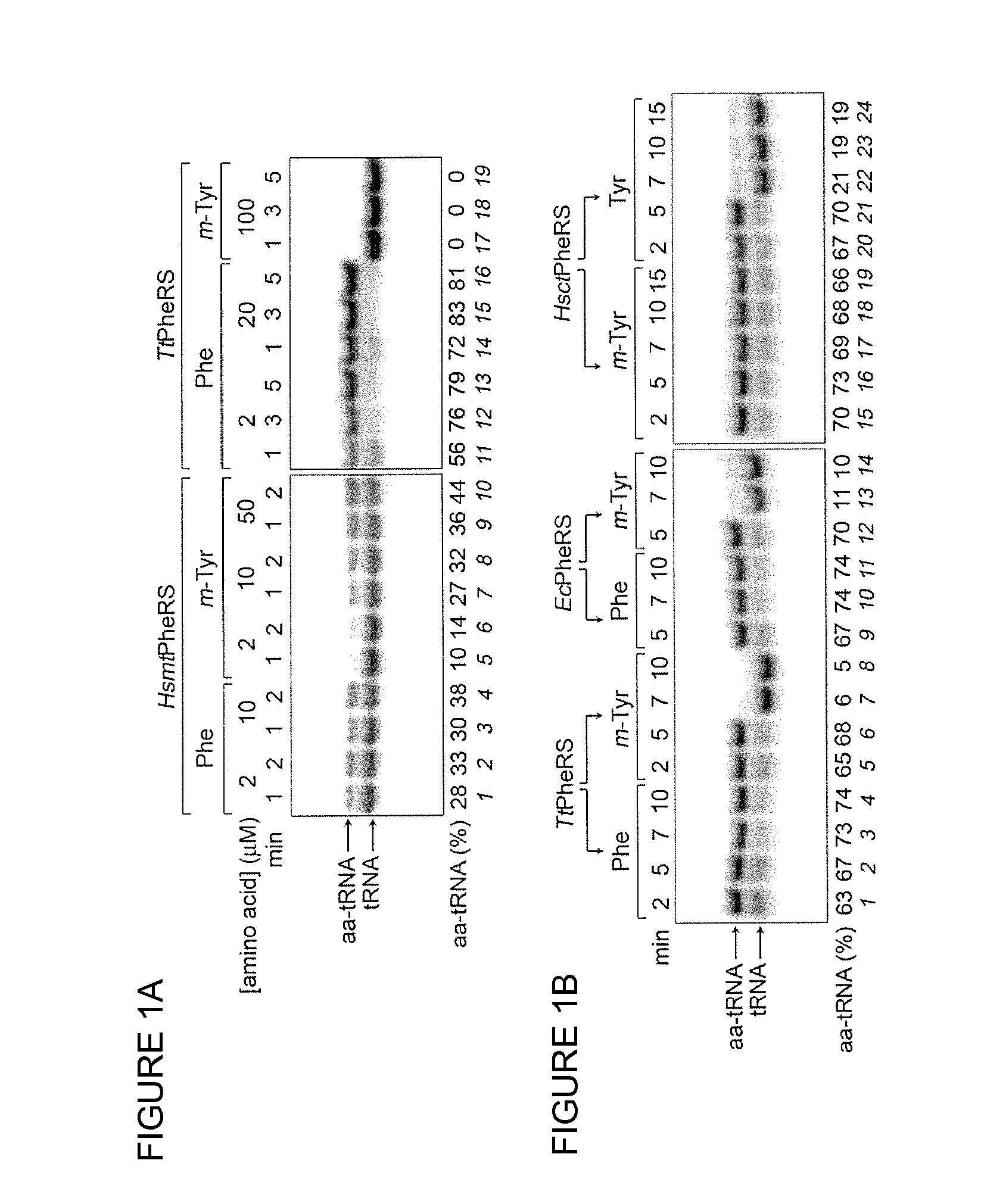 Transgenic Plants Resistant To Non-Protein Amino Acids