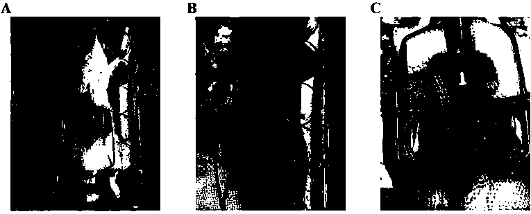 Preparation method of liver cancer animal model