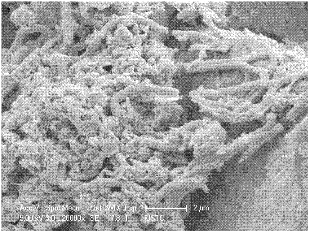 Synchronous denitrification and dephosphorization bio-filter packing and preparation method thereof