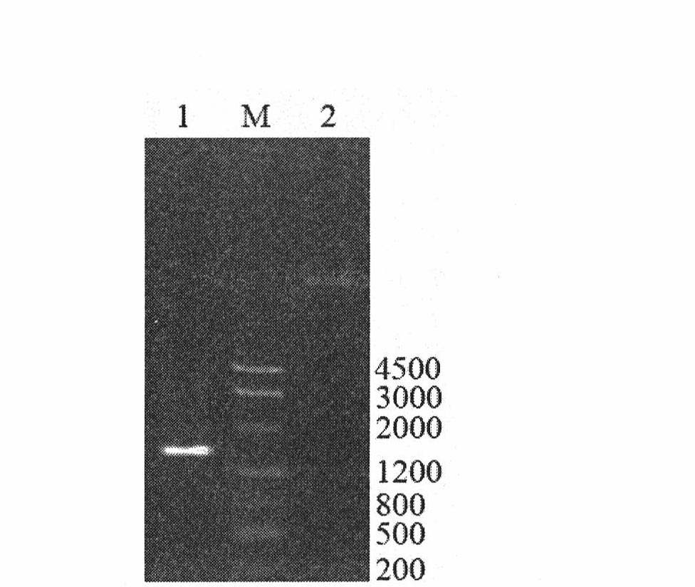 Application of indole and skatole degrading strain LPC24