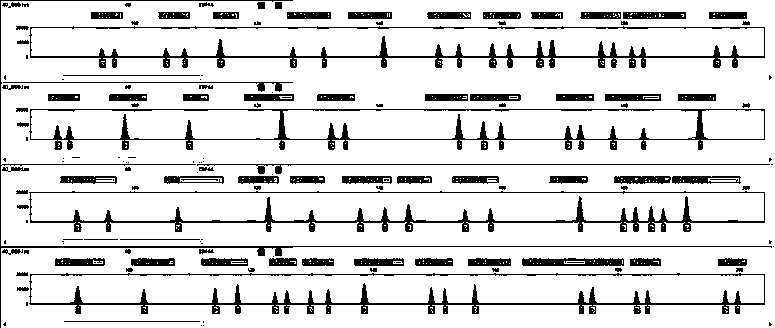 44 InDels locus composite amplification detection kit for forensic individual identification of degradation samples