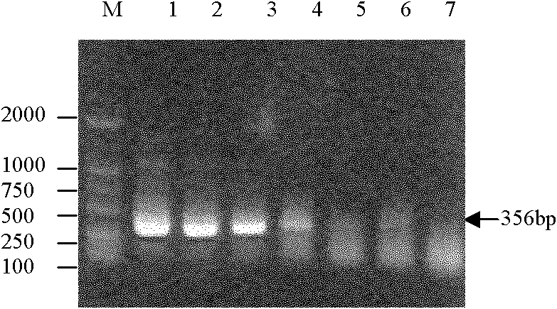 Fluorescent PCR (polymerase chain reaction) detection method for identifying traditional strain and highly pathogenic strain of PRRSV (porcine reproductive and respiratory syndrome virus)