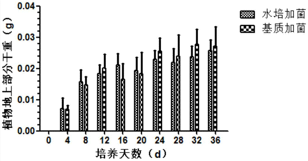 Application of Vermiculite and Perlite as Substrate for the Symbiotic Culture of Rhizobia and Robinia pseudoacacia