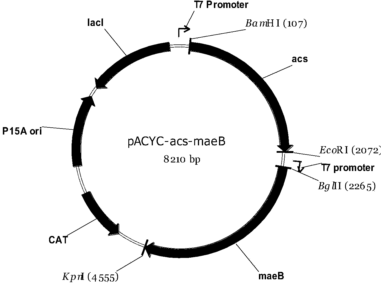 Gene engineering strain capable of synthesizing phloroglucinol from acetic acid and construction method and application thereof