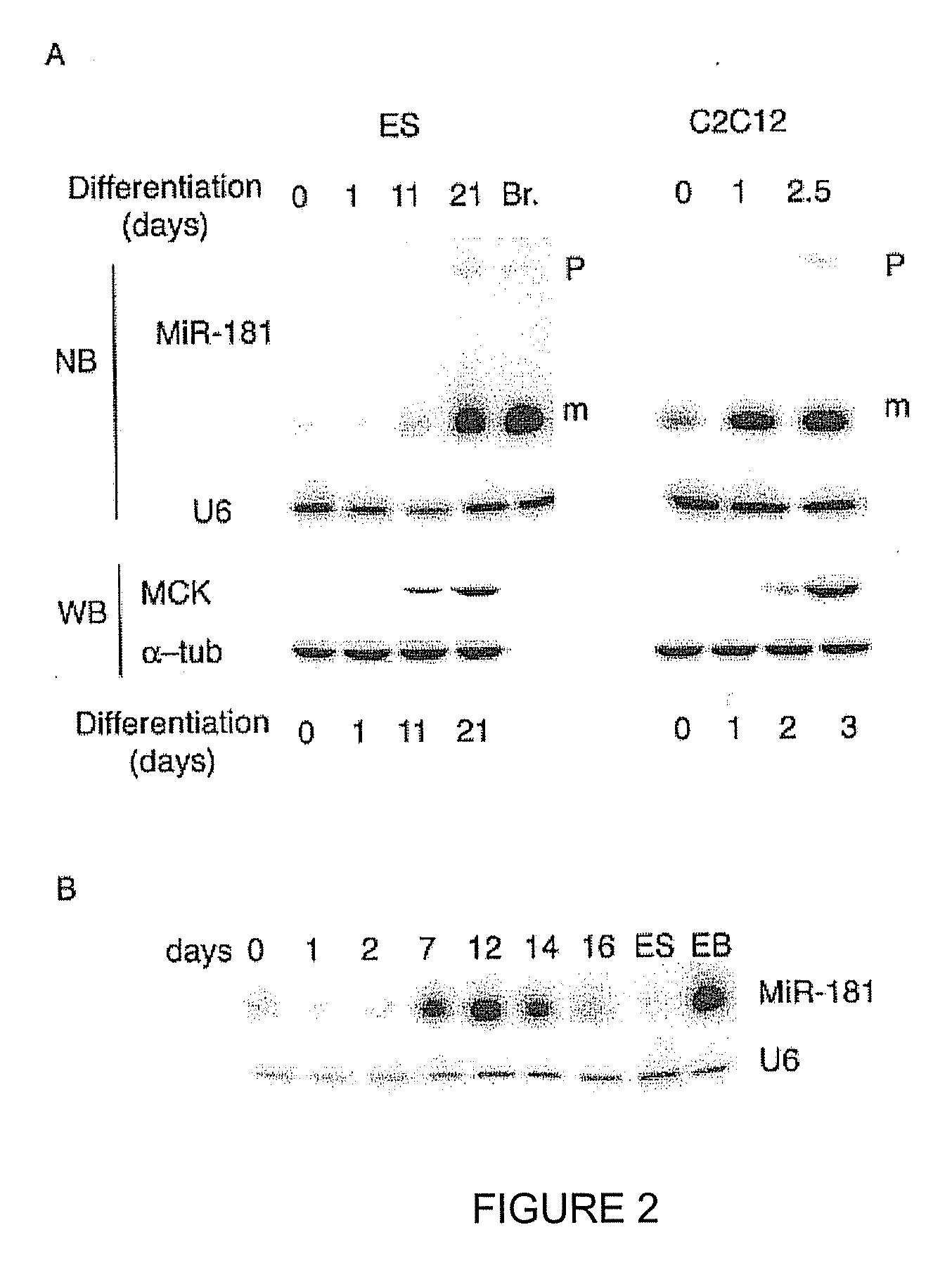 NOVEL OLIGONUCLEOTIDE COMPOSITIONS AND PROBE SEQUENCES USEFUL FOR DETECTION AND ANALYSIS OF microRNAs AND THEIR TARGET mRNAs