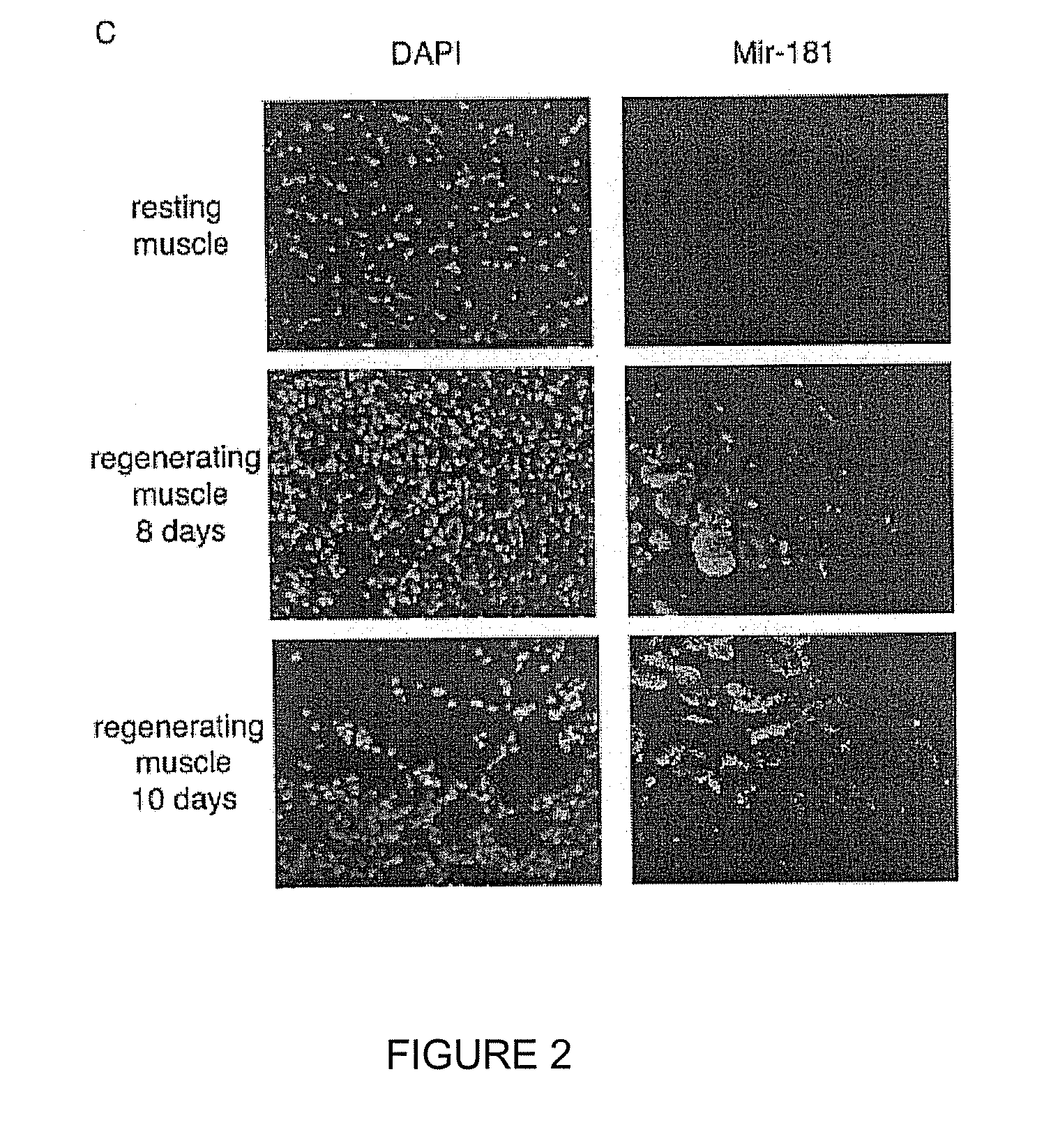 NOVEL OLIGONUCLEOTIDE COMPOSITIONS AND PROBE SEQUENCES USEFUL FOR DETECTION AND ANALYSIS OF microRNAs AND THEIR TARGET mRNAs