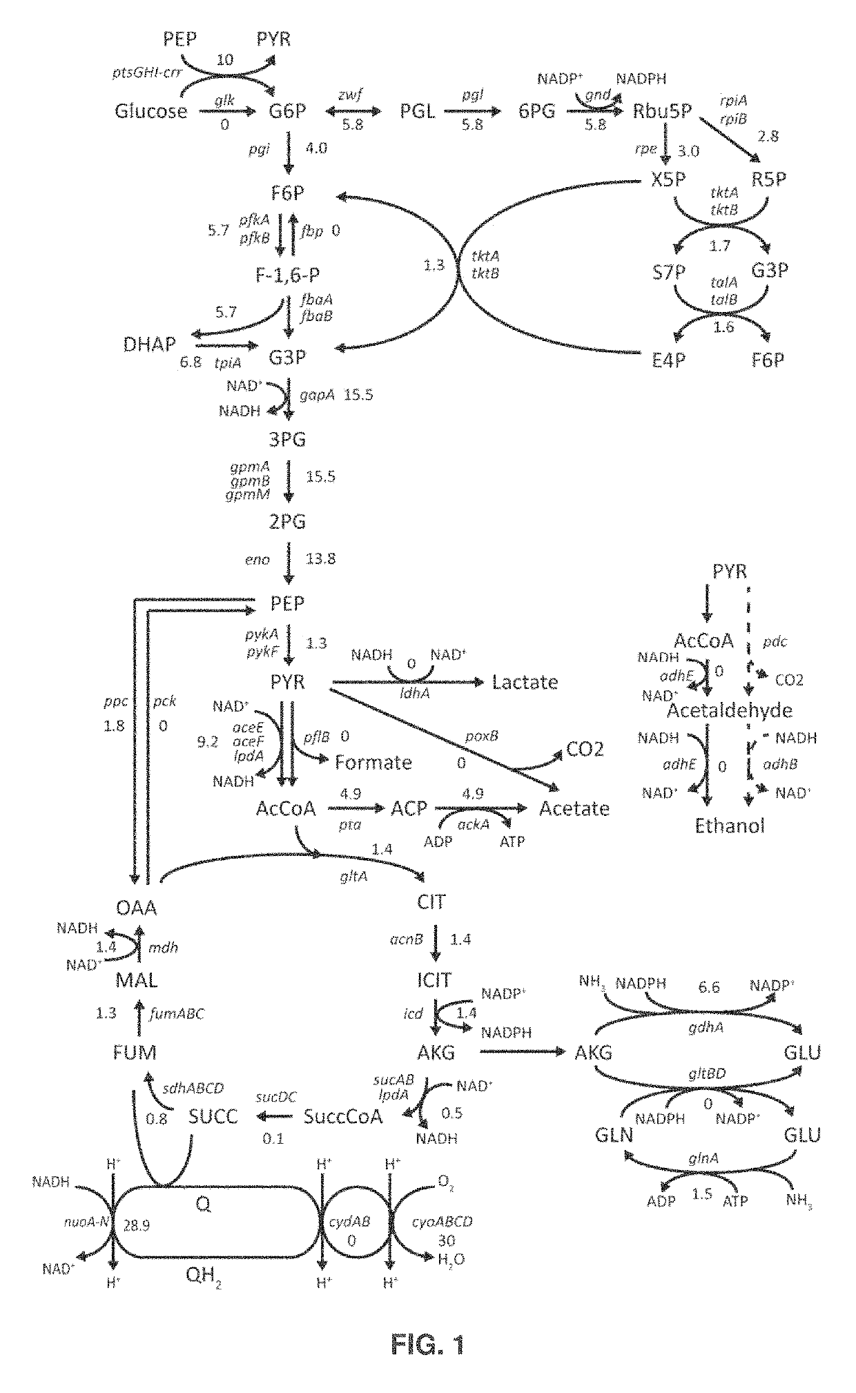 Microorganisms and methods for producing pyruvate, ethanol, and other compounds