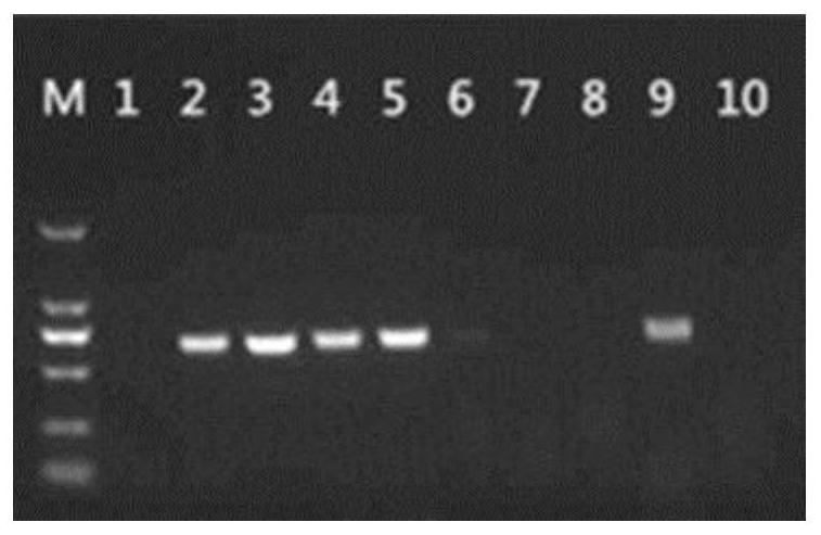 Primer group and kit for detecting drug resistance genes of streptococcus suis based on multiple PCR-DHPLC and application of primer group and kit