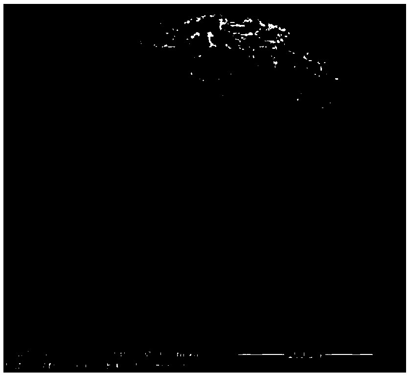 Alginate/nano-clay composite microcarrier and preparing method and device