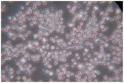 Method for fully suspended cell culture of avian influenza (H9) inactivated vaccine