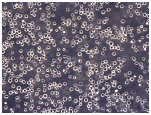 Method for fully suspended cell culture of avian influenza (H9) inactivated vaccine