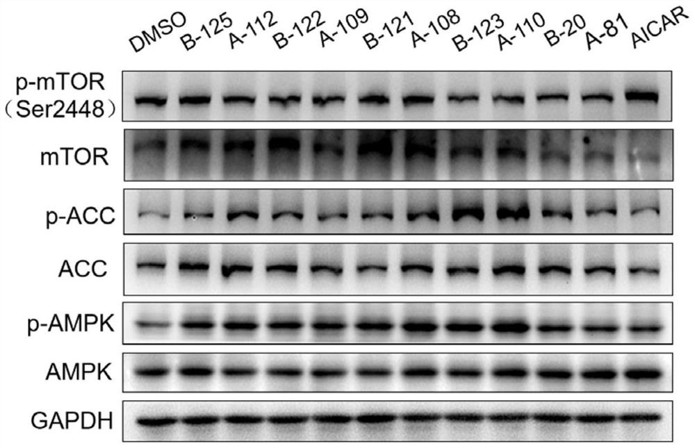 Derivatives of oleanolic acid and delta-oleanolic acid and medical application thereof