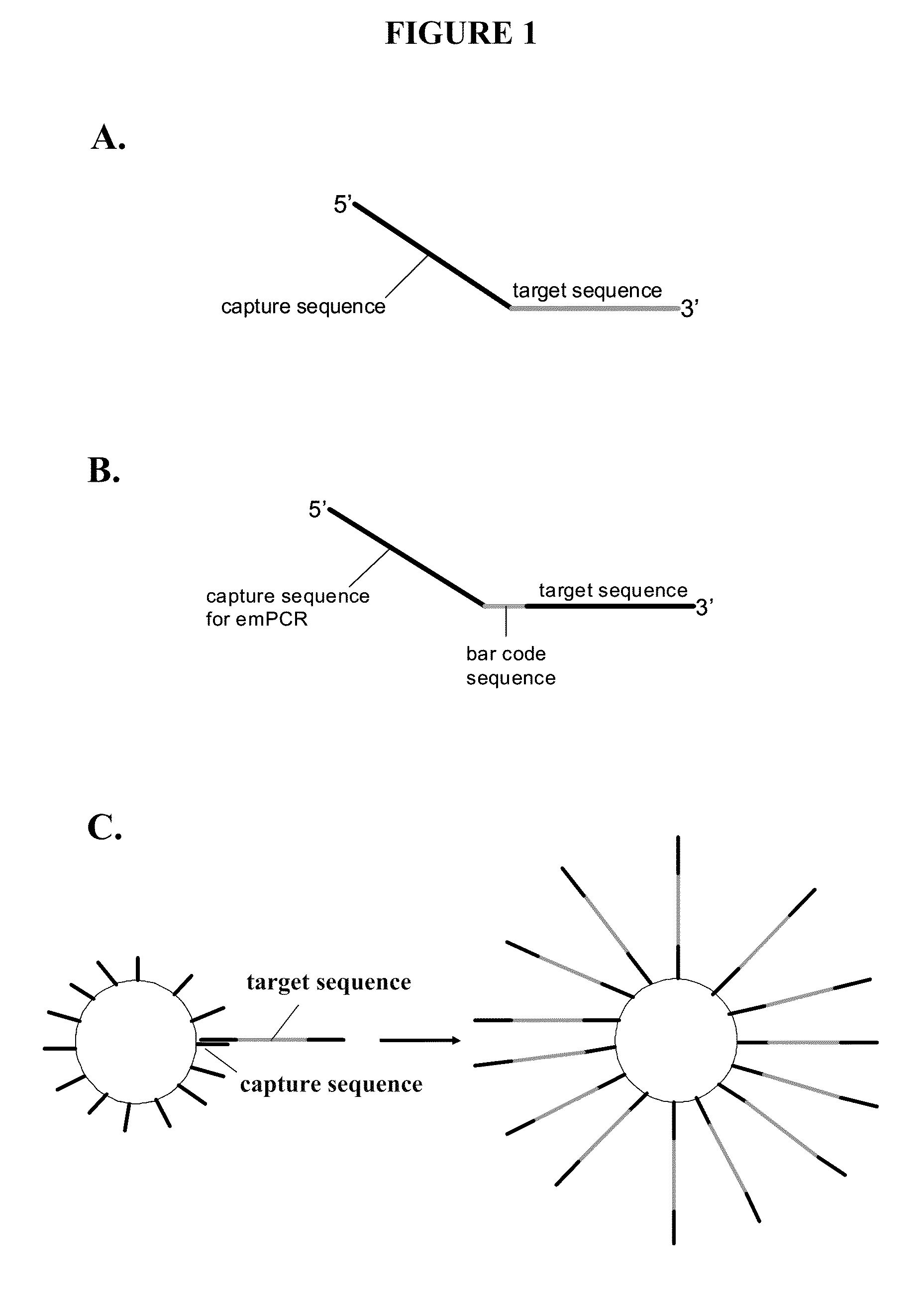 Capture primers and capture sequence linked solid supports for molecular diagnostic tests