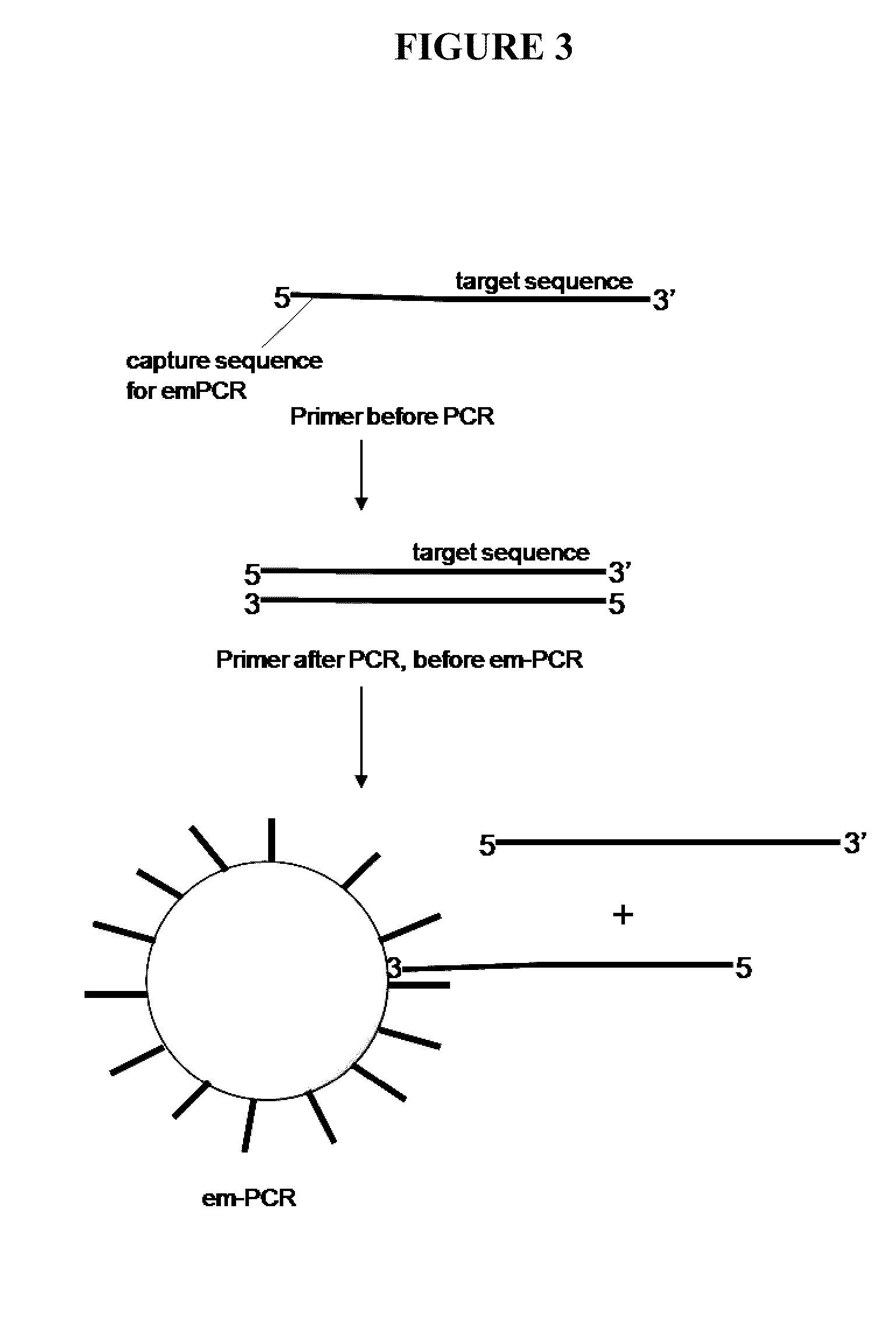 Capture primers and capture sequence linked solid supports for molecular diagnostic tests