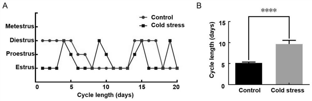 Application of PERK in prevention or treatment of female reproductive dysfunction or ovarian lesion