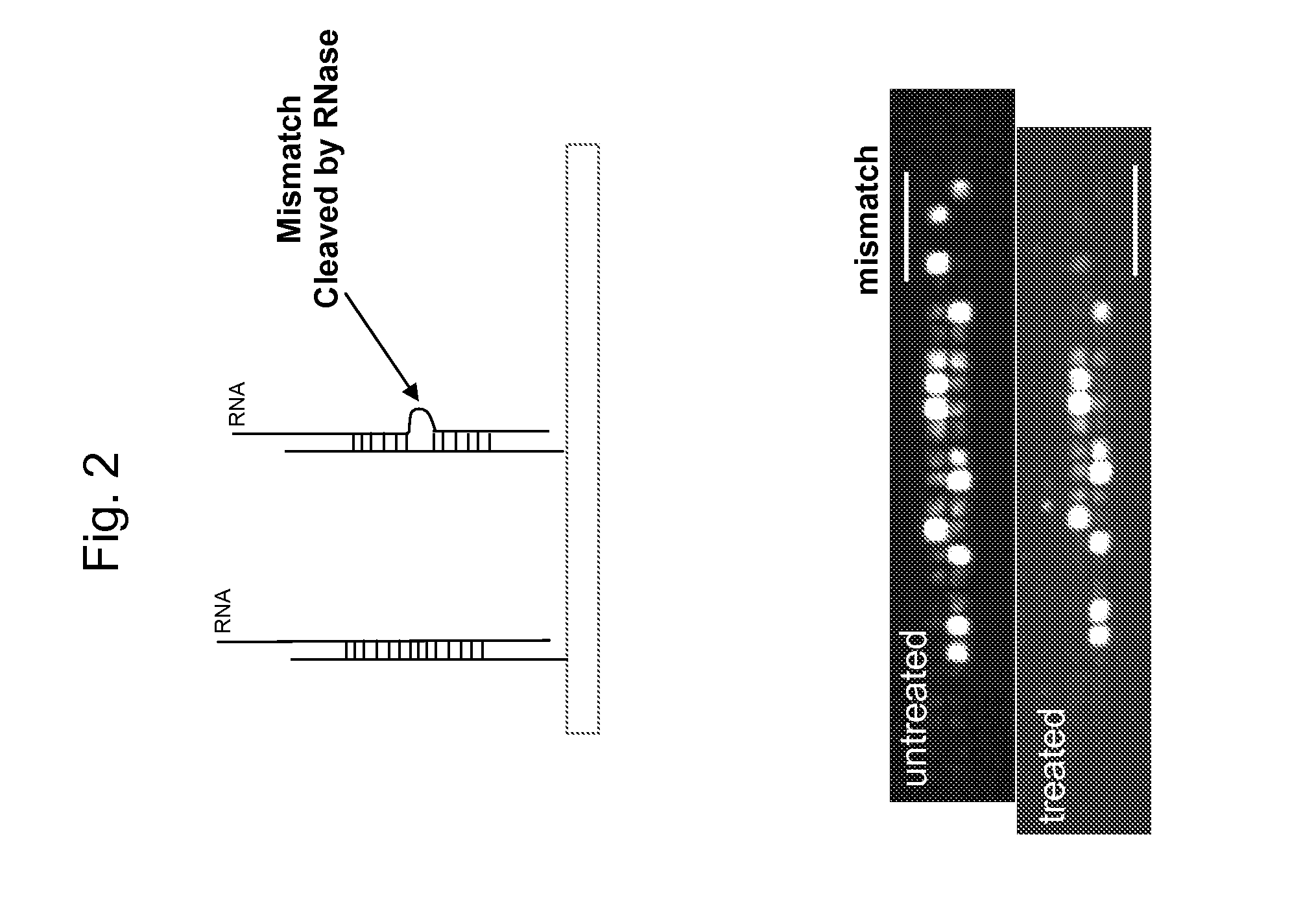 Methods for high specificity whole genome amplification and hybridization