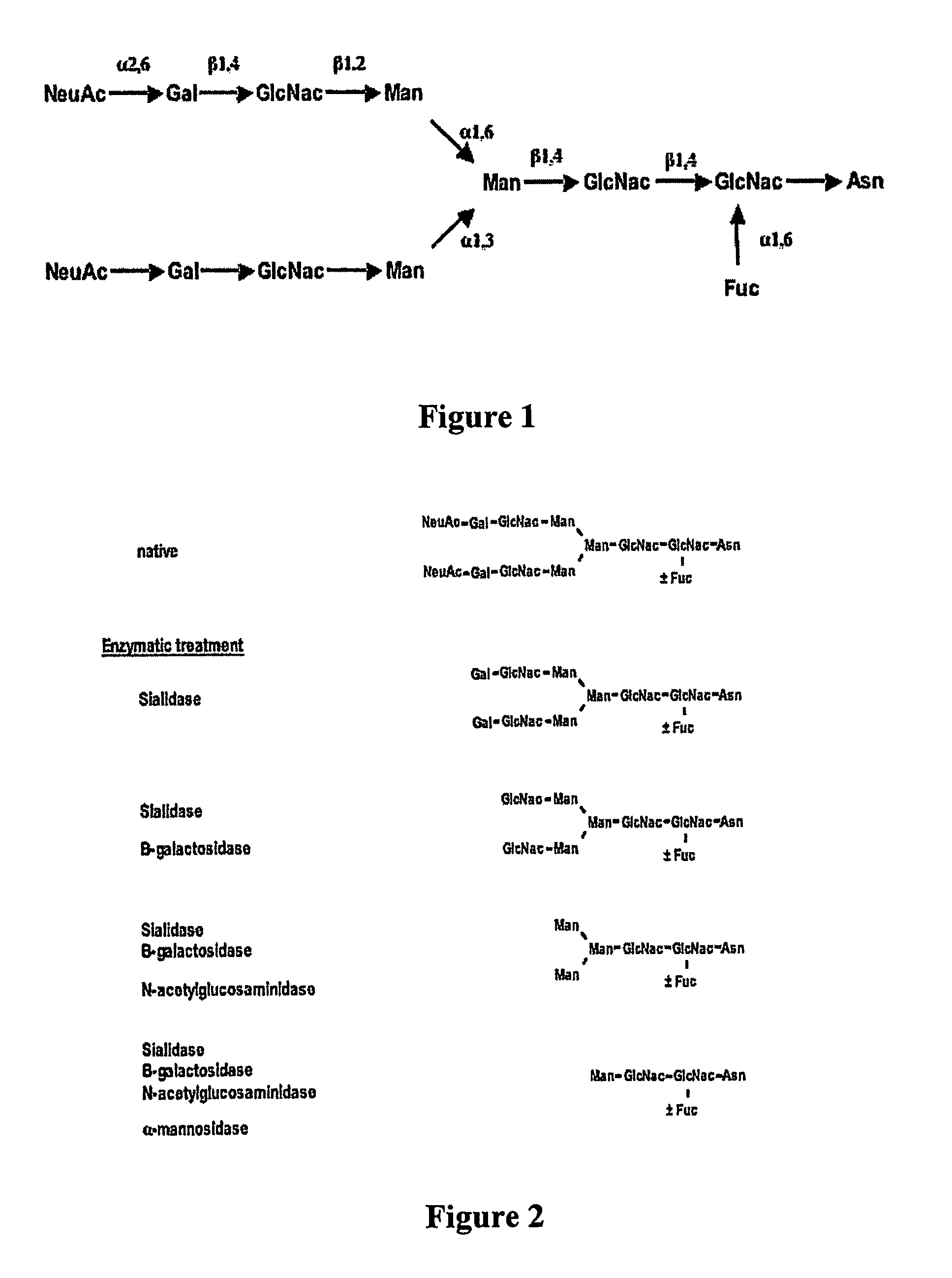 Factor VIII inhibitory antibodies with reduced glycosylation