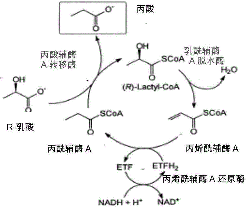 A kind of lcd-pct gene tandem recombination expression vector and its application