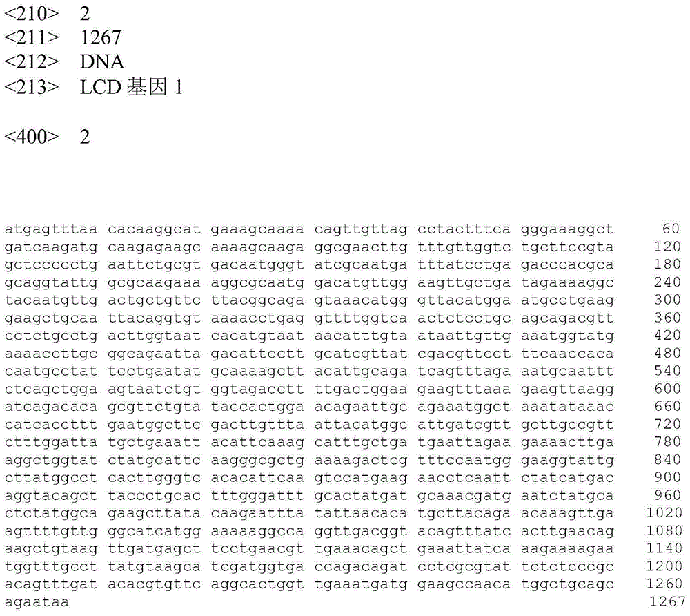 A kind of lcd-pct gene tandem recombination expression vector and its application