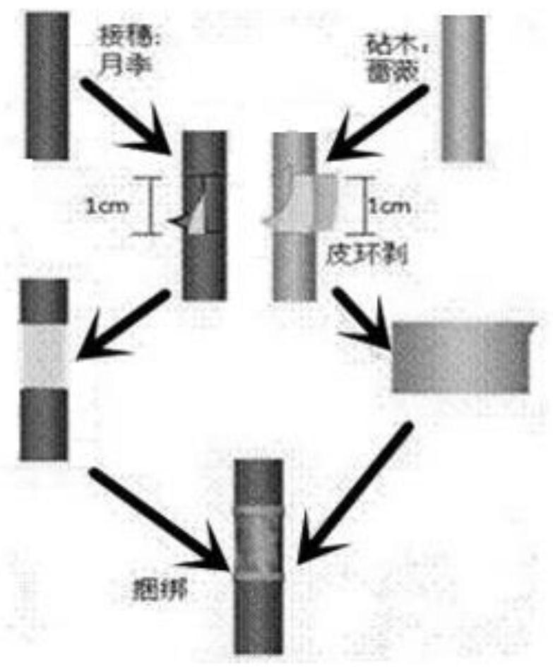 Method for cutting propagation of Chinese roses through annular veneer grafting