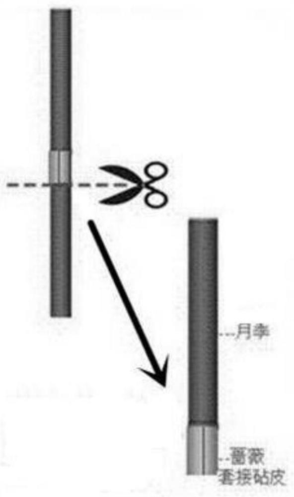 Method for cutting propagation of Chinese roses through annular veneer grafting