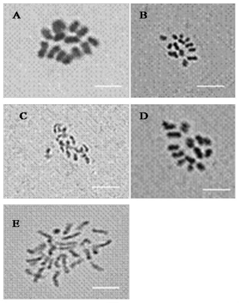 Method for cutting propagation of Chinese roses through annular veneer grafting