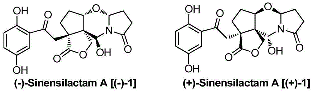 Zizhi lactam a and its pharmaceutical composition and its application in pharmacy and food