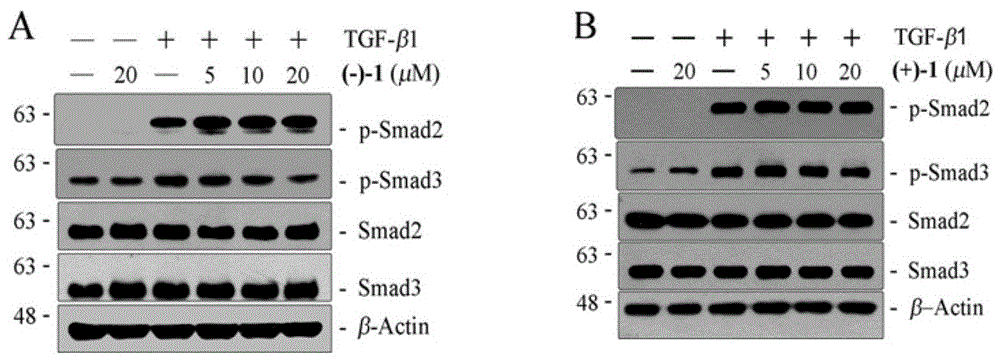 Zizhi lactam a and its pharmaceutical composition and its application in pharmacy and food