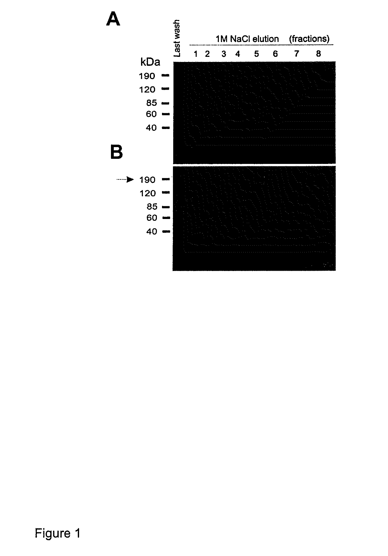 Lacritin-Syndecan Interactions